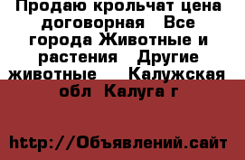 Продаю крольчат цена договорная - Все города Животные и растения » Другие животные   . Калужская обл.,Калуга г.